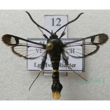 Synanthedon andrenaeformis (Laspeyres, 1801) Przeziernik kalinowiec Slovakia12